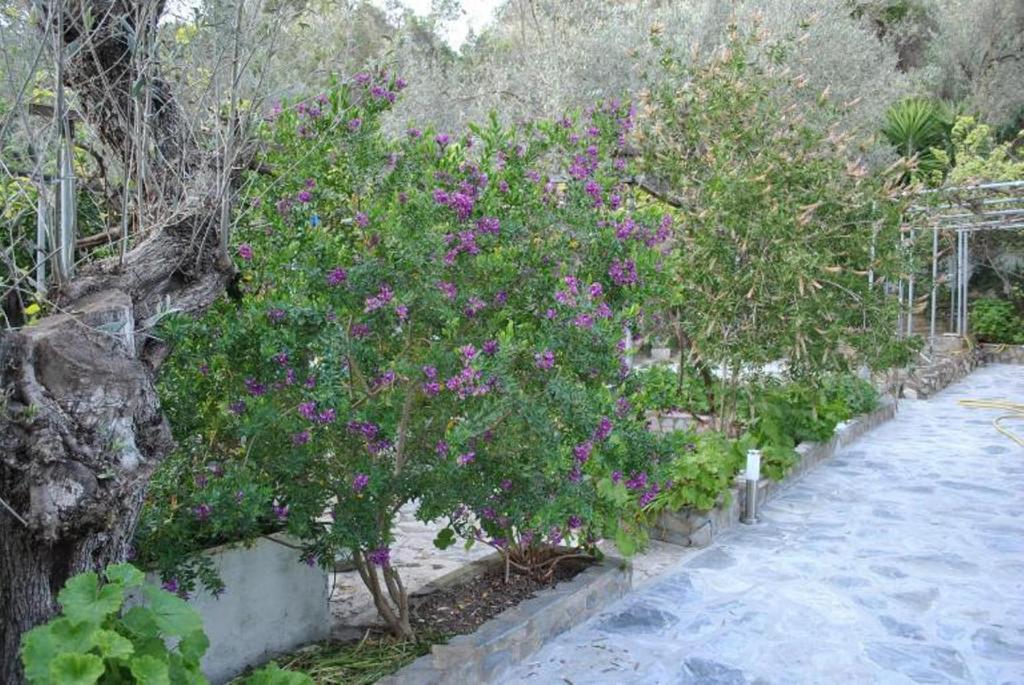 מגלי אמוס Stelios Studios מראה חיצוני תמונה